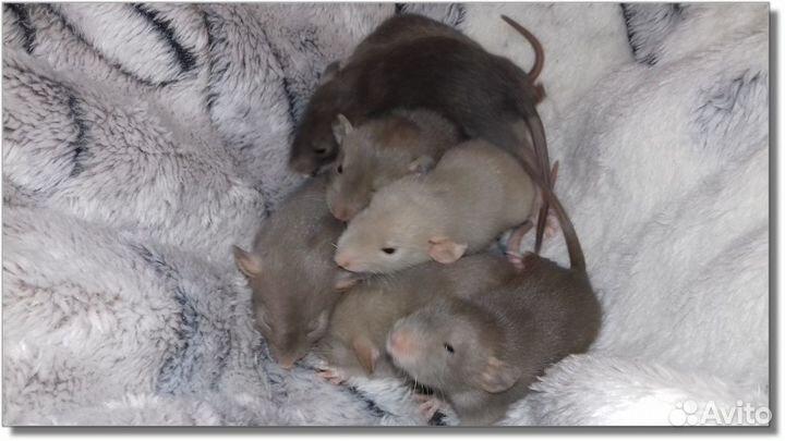 Крысята Дамбо. Крысы перломутровые. Питомник