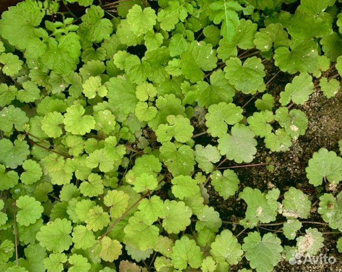 Растение Будра, почвопокровное, ампельное