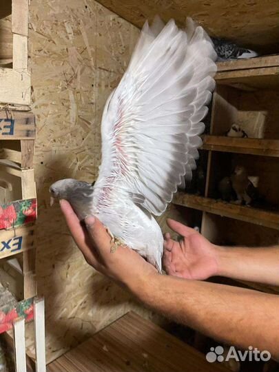 Голуби турецкие такла