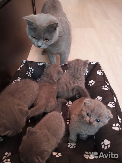 Котята британские