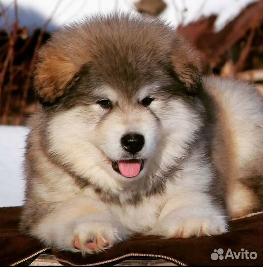 Мохнатые плюшки маламута