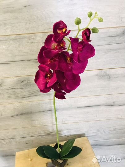 Орхидея