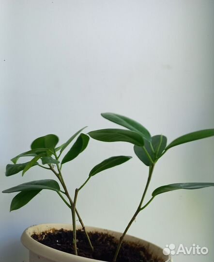 Фикус Макломе