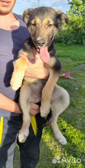 Метисы немецкой овчарки