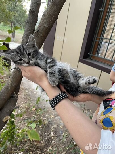 Кошки и котята