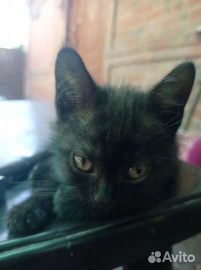Котята в добрые руки бесплатно