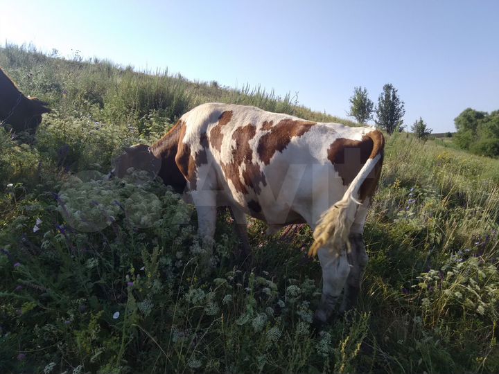 Дом 65 м² на участке 20 сот.