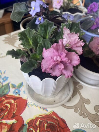 Фиалка в горшках