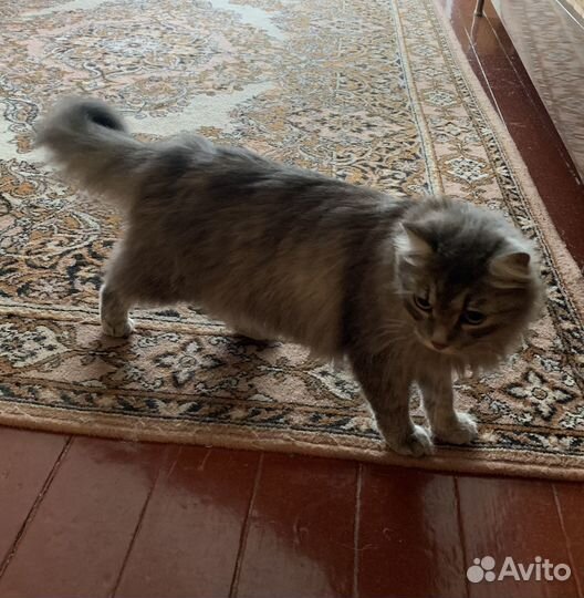Отдам кошечку