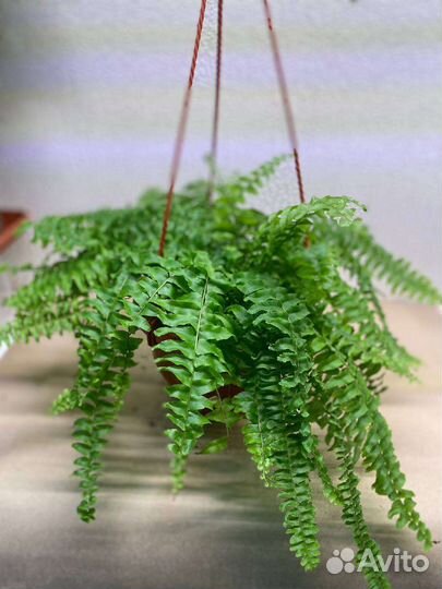 Папоротник, Муншайн, спатифиллум, Алоказия