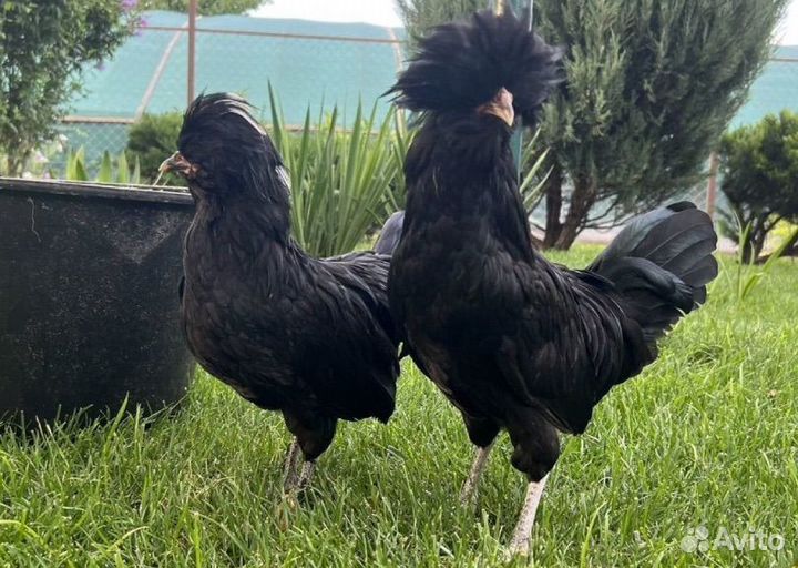 Петух падуан