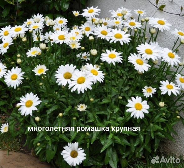 Ромашка садовая