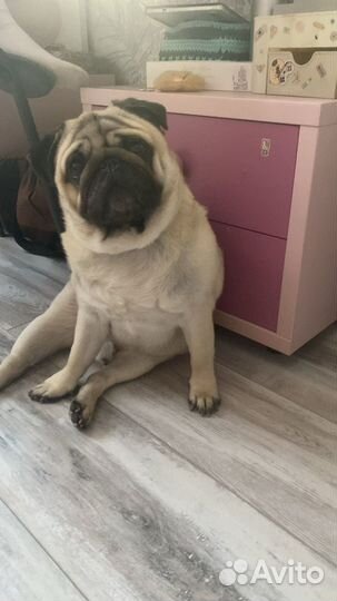Мопс вязка мальчик