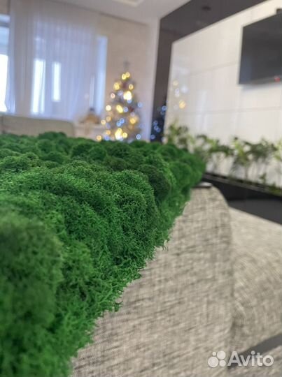 Картина из стабилизированного мха