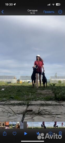 Зооняня Выгул собак