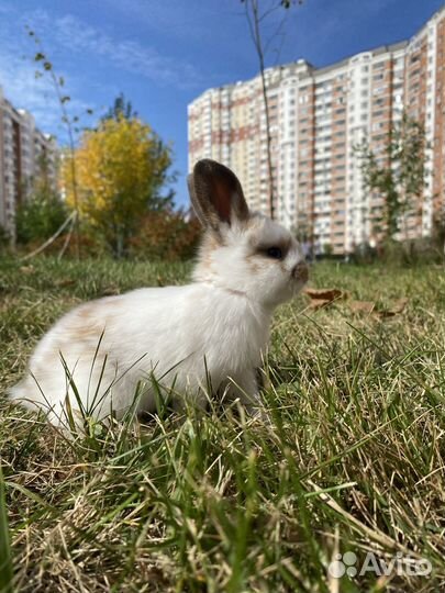 Вислоухий карликовый кролик