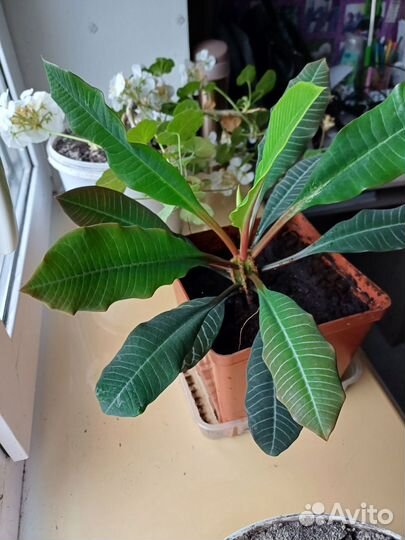 Молочай гребенчатый