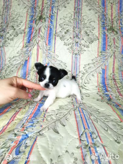 Чихуахуа девочка д/ш