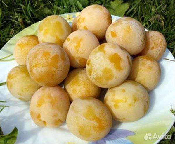 Слива Яхонтовая саженцы