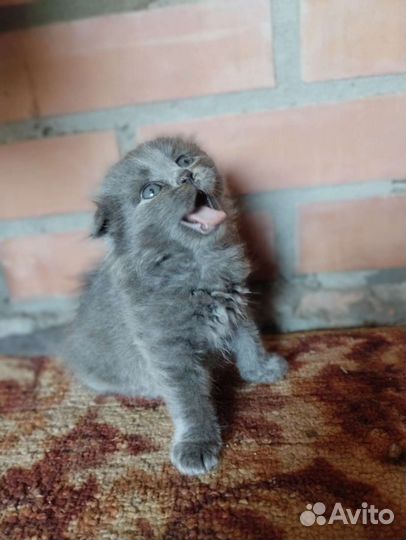 Шотландская