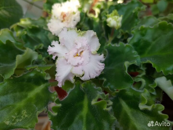 Фиалки детки (бело-розовая махровая)