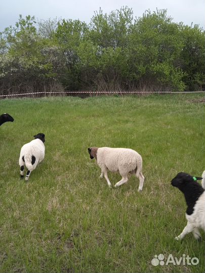 Баран дорпер