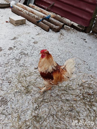 Молодые петухи
