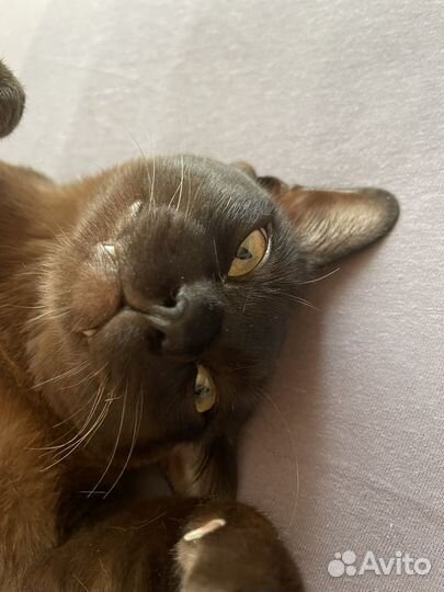 На брони Продаю вредного кота