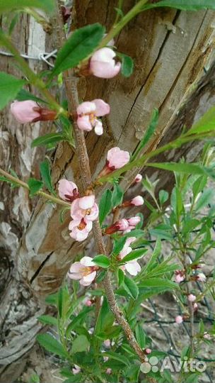 Миндаль, магония, туя