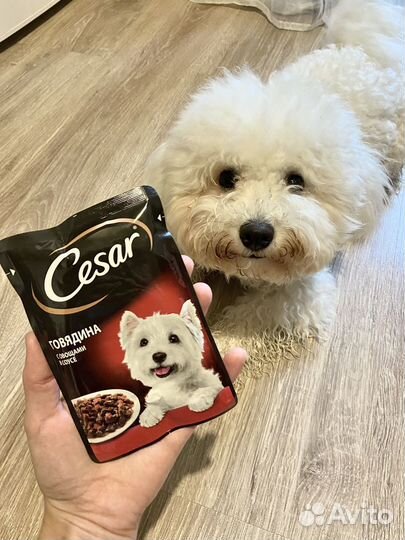 Влажный корм для собак Cesar, Purina One, Мираторг