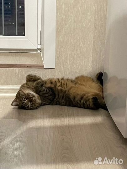 Шотландская кошка