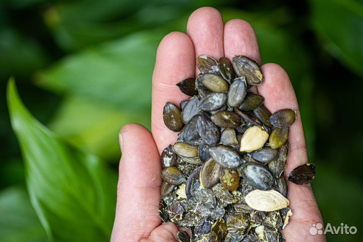 Семена штирийской тыквы (500 г, 0.53 кг)