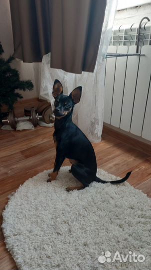 Русский той-терьер вязка