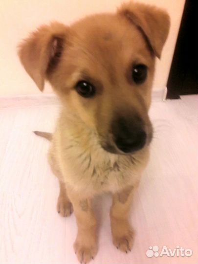 Пушистик в дар