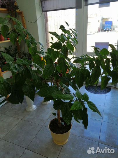 Гибискус древовидный