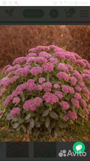 Очиток седум, Хлорофитум кудрявый, фиалки сортовые