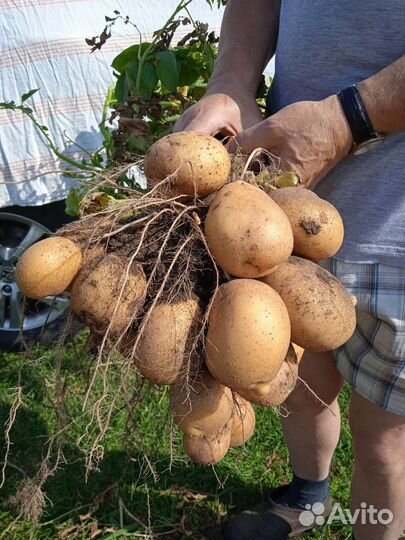 Семенной картофель