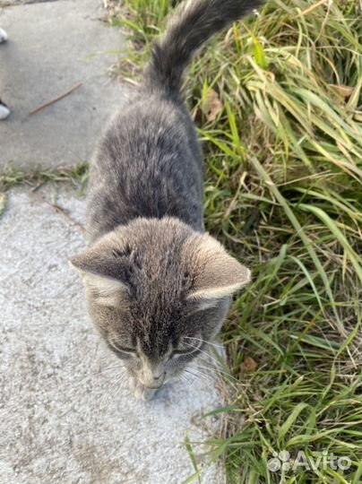 Котик бездомный