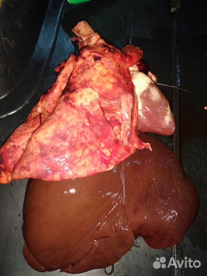 Мясо, рубец, субпродукты для собак