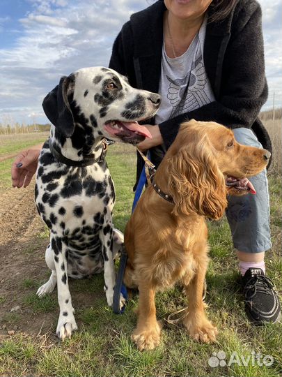 Ищем жениха