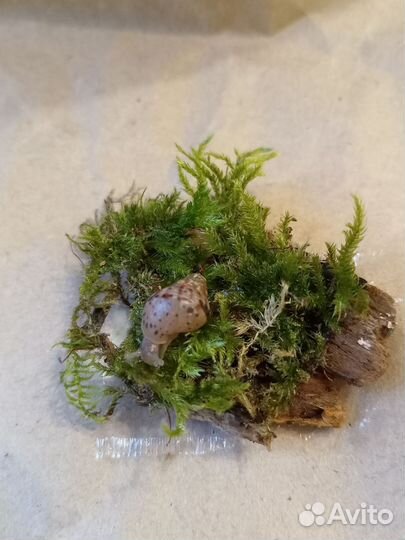 Улитки ахатины