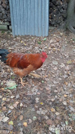 Кучинский петушок