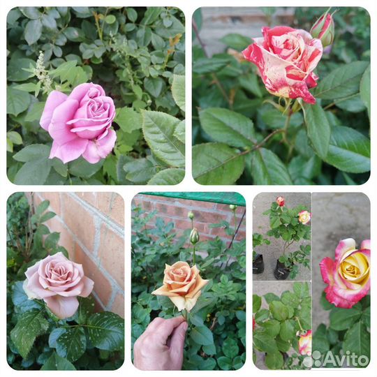 Саженцы роз