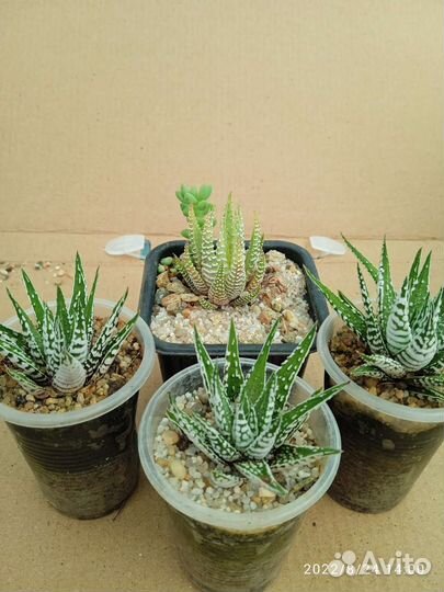 Монадениум