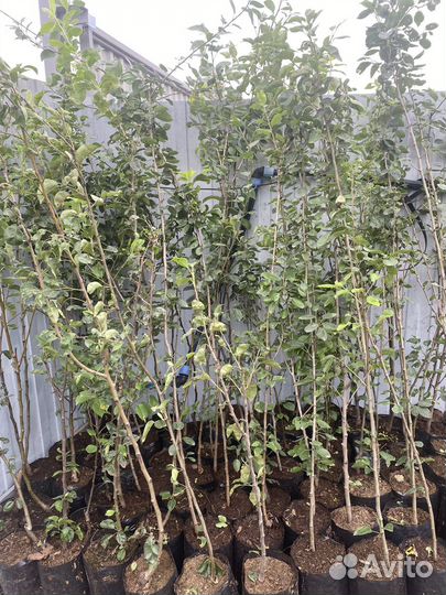 Саженцы груши Гранд Чемпион