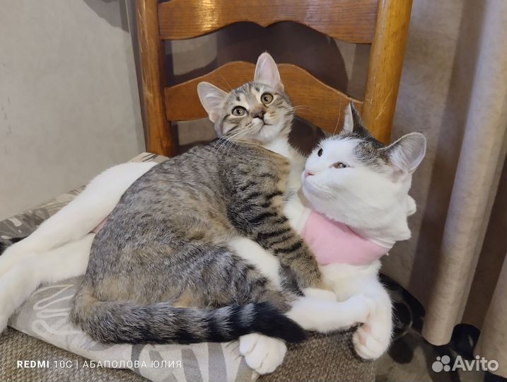 Кошка в добрые руки