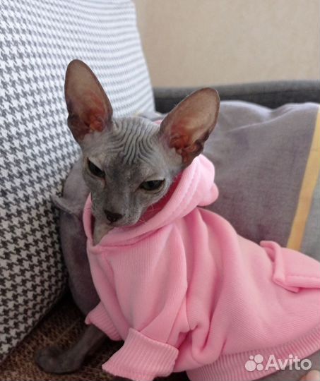 Кошечка 5 месяцев