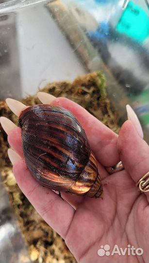 Улитка ахатина гигантская