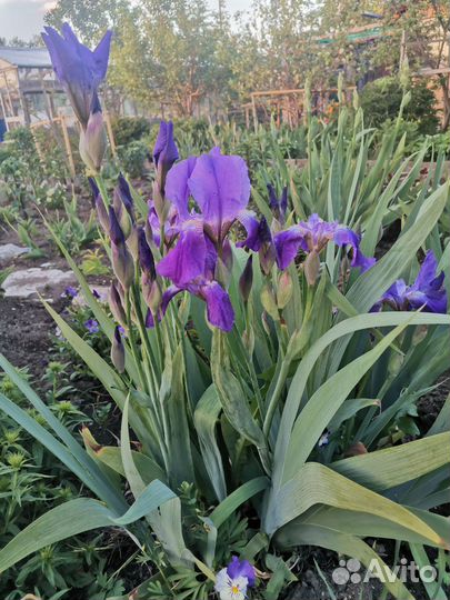 Ирис