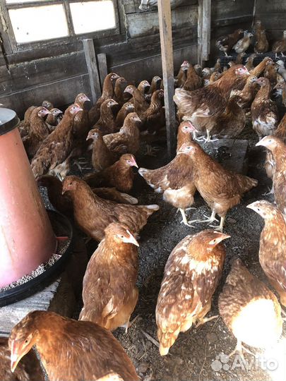 Куры молодки красные